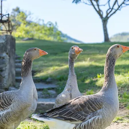 & Riposo 2* لوزون